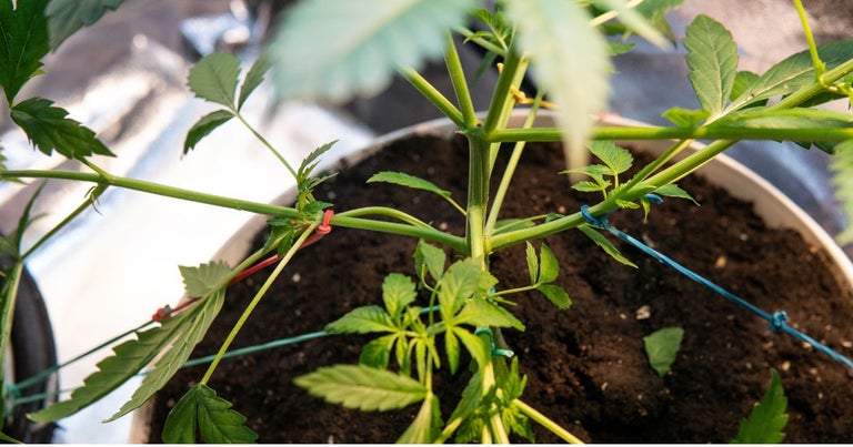 birds eye view of low stress training. Rubber bands are put in place to spread out the branches of the cannabis plant.