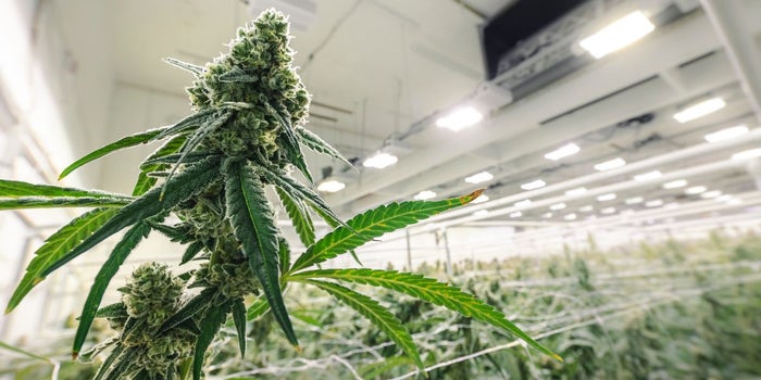 Cannabis farm using the screen of green method to increase yield. A white net acts as a screen over the plants to guide it to grow horizontally as opposed to vertically.