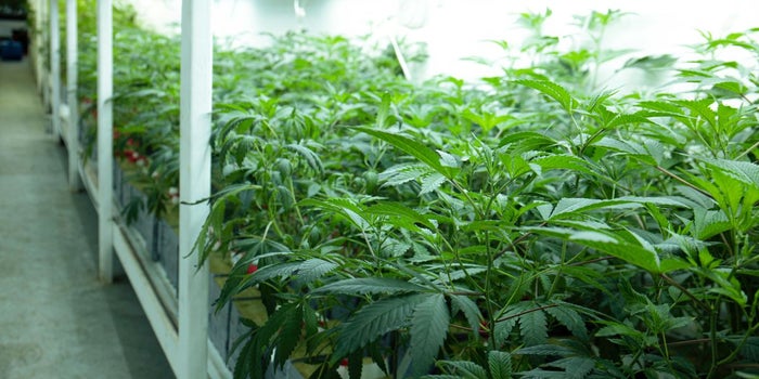 Sea of Green method in action. Lots of small cannabisplants are growing in close proximity.