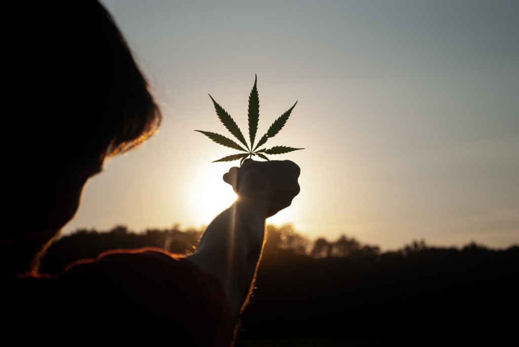 Cannabis leaf is held up by a young man. Sunset in the background.