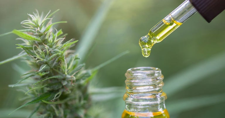CBD oil next to a cannabis plant.