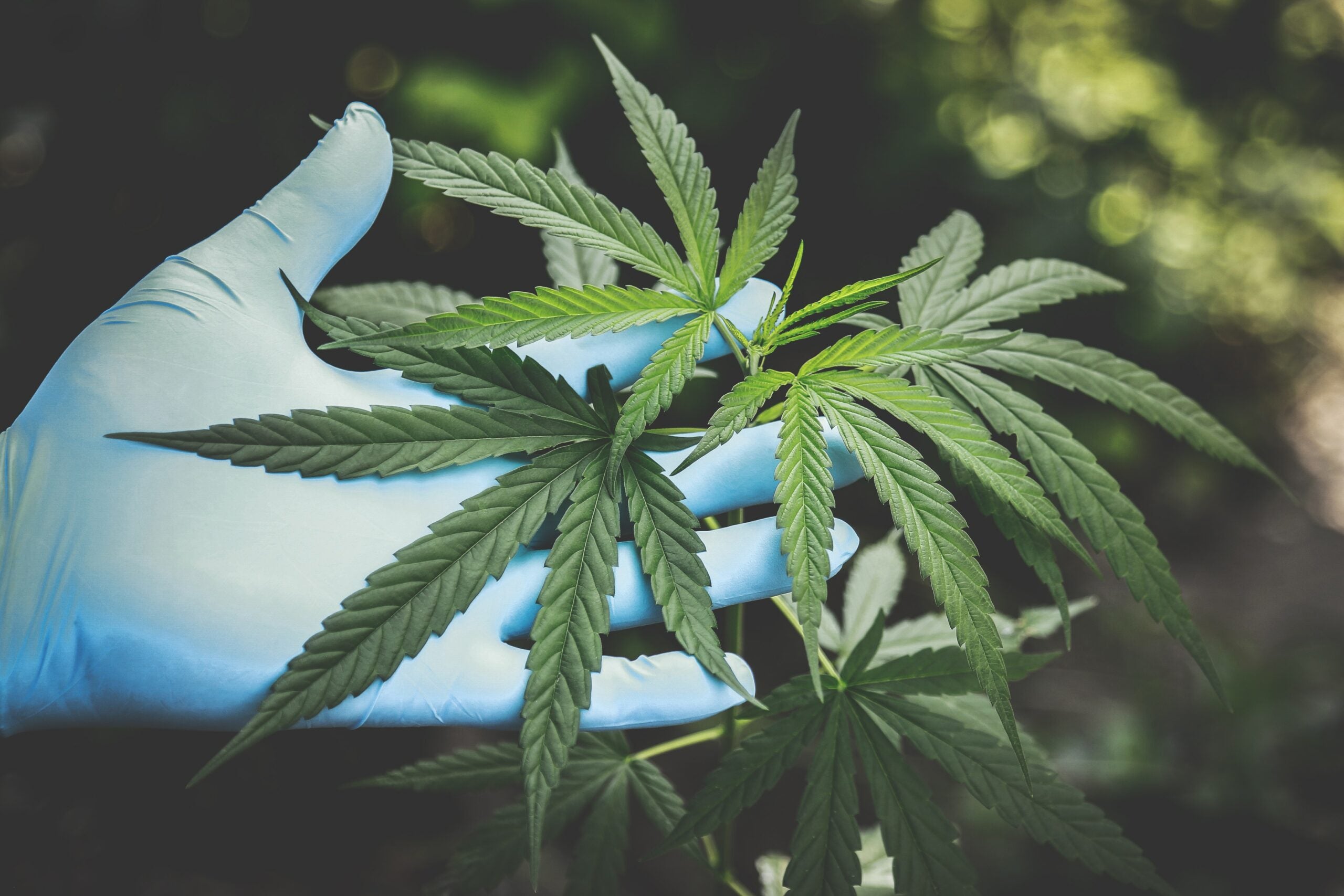 Best Weed Strains 2023: Redefining the Cannabis Landscape flower-strain-landscape-green-hands