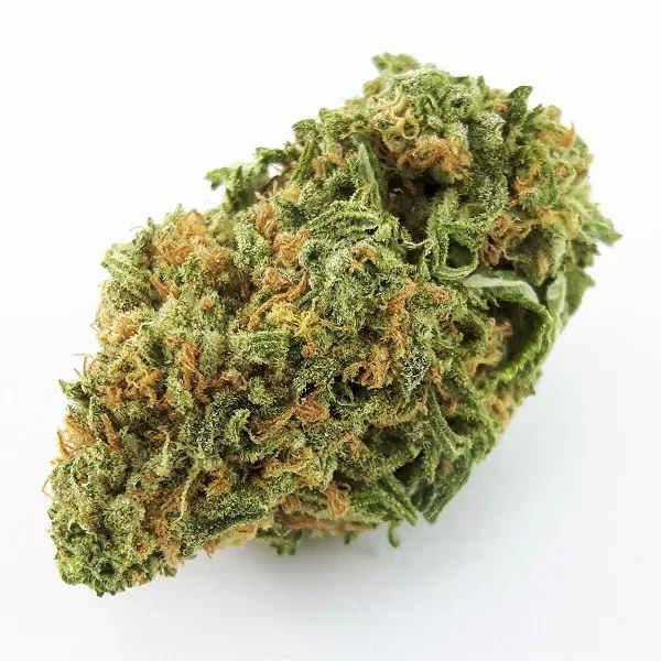 Blue Dream strain with vibrant green bud, bright orange hairs scattered, on a white background.