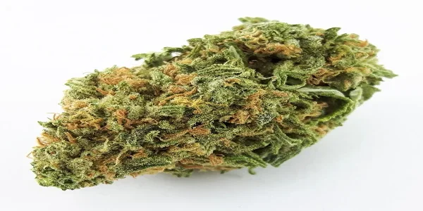 Blue Dream strain with vibrant green bud, bright orange hairs scattered, on a white background.