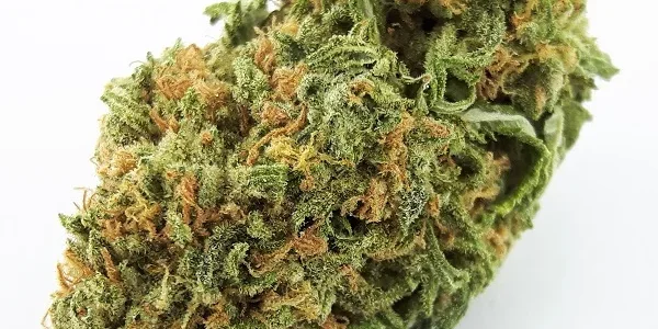 Blue Dream strain with vibrant green bud, bright orange hairs scattered, on a white background.