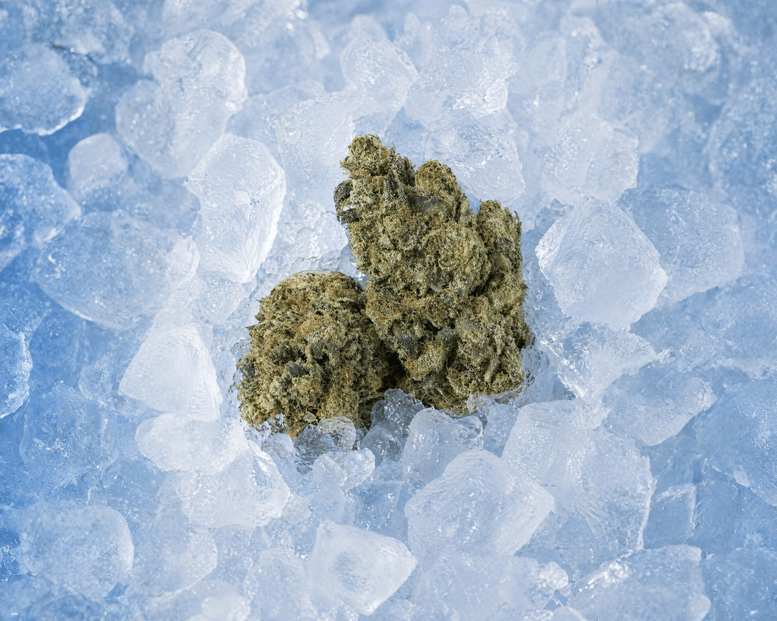 Frost Factory premium cannabis flower with dense frosty buds and crystal trichomes