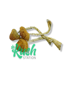 MZ | Magic Mushrooms | Kush Station | Buy Magic Mushrooms Online