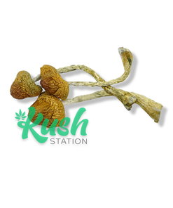 MZ | Magic Mushrooms | Kush Station | Buy Magic Mushrooms Online