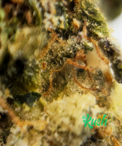 Black Tuna| Indica | Kush Station | Buy Weed Online In Canada