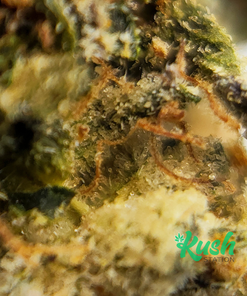 Black Tuna| Indica | Kush Station | Buy Weed Online In Canada