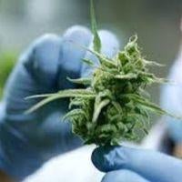 Breaking Stereotypes: Cannabis Use Among people