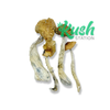 Golden Teacher | Mushroom | Kush Station | Buy Weed online In Canada