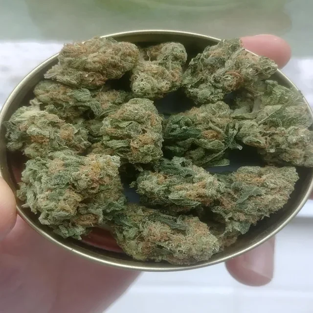 blueberry seagal strain