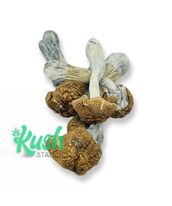 Tidal Wave | Mushrooms | Kush Station | Buy Weed Online In Canada