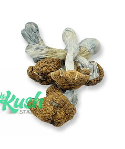 Tidal Wave | Mushrooms | Kush Station | Buy Weed Online In Canada