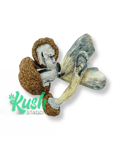 Tidal Wave | Mushrooms | Kush Station | Buy Weed Online In Canada