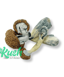 Tidal Wave | Mushrooms | Kush Station | Buy Weed Online In Canada