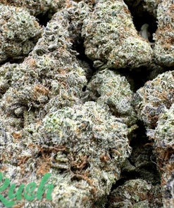 Purple Dream | Hybrid | Kush Station | Buy Weed Online In Canada