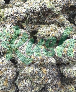 Purple Gelato | Hybrid | Kush Station | Buy Weed Online In Canada