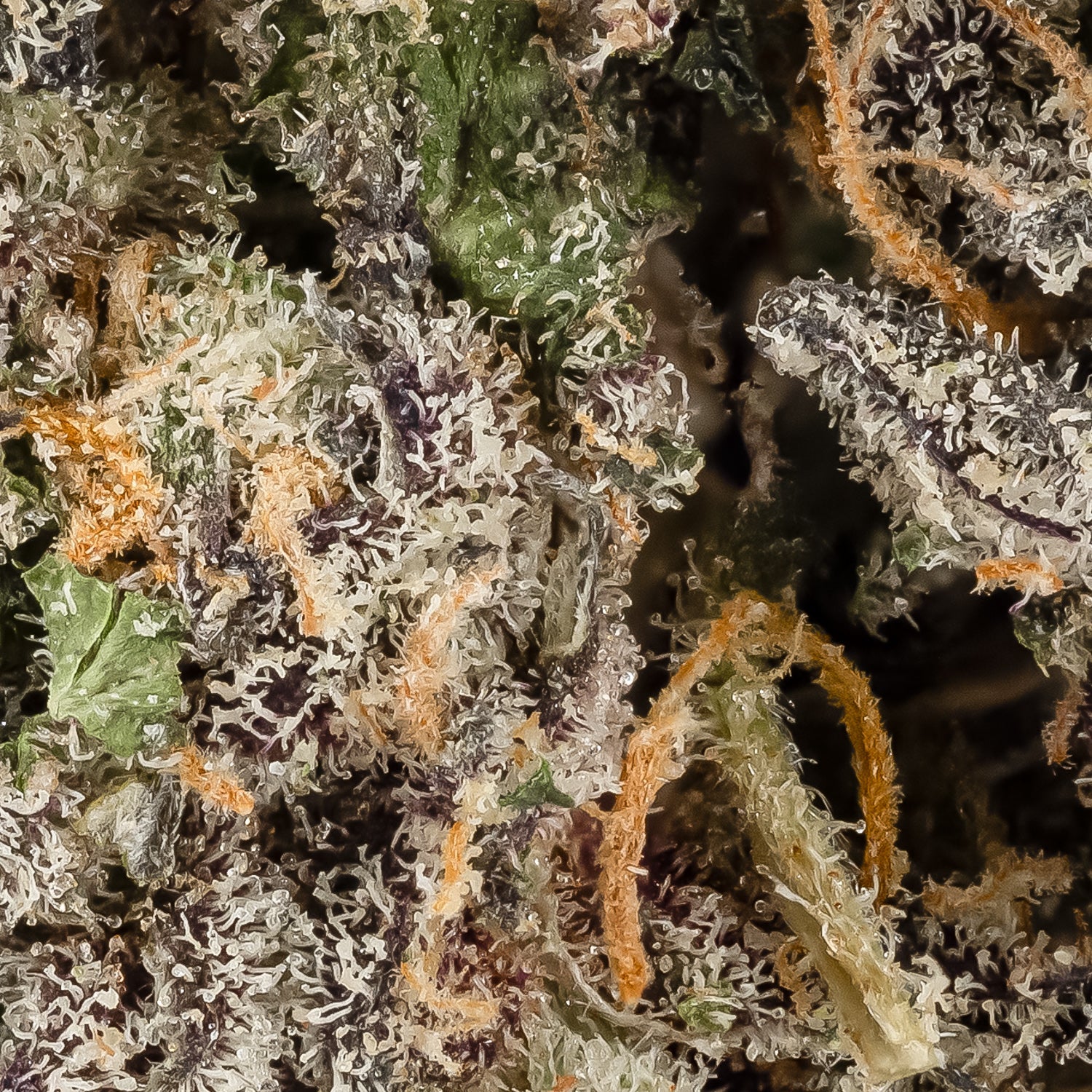 Rainbow Chip (Jungle Ridge) - Kush Station