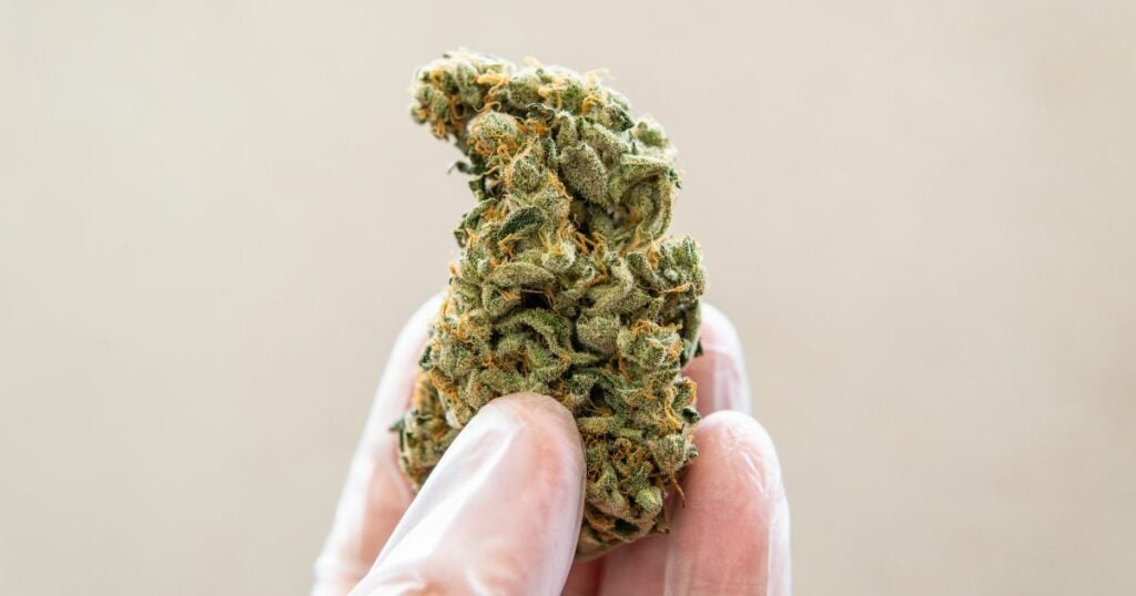 Cannabis - strain - marijuana bud - close up
