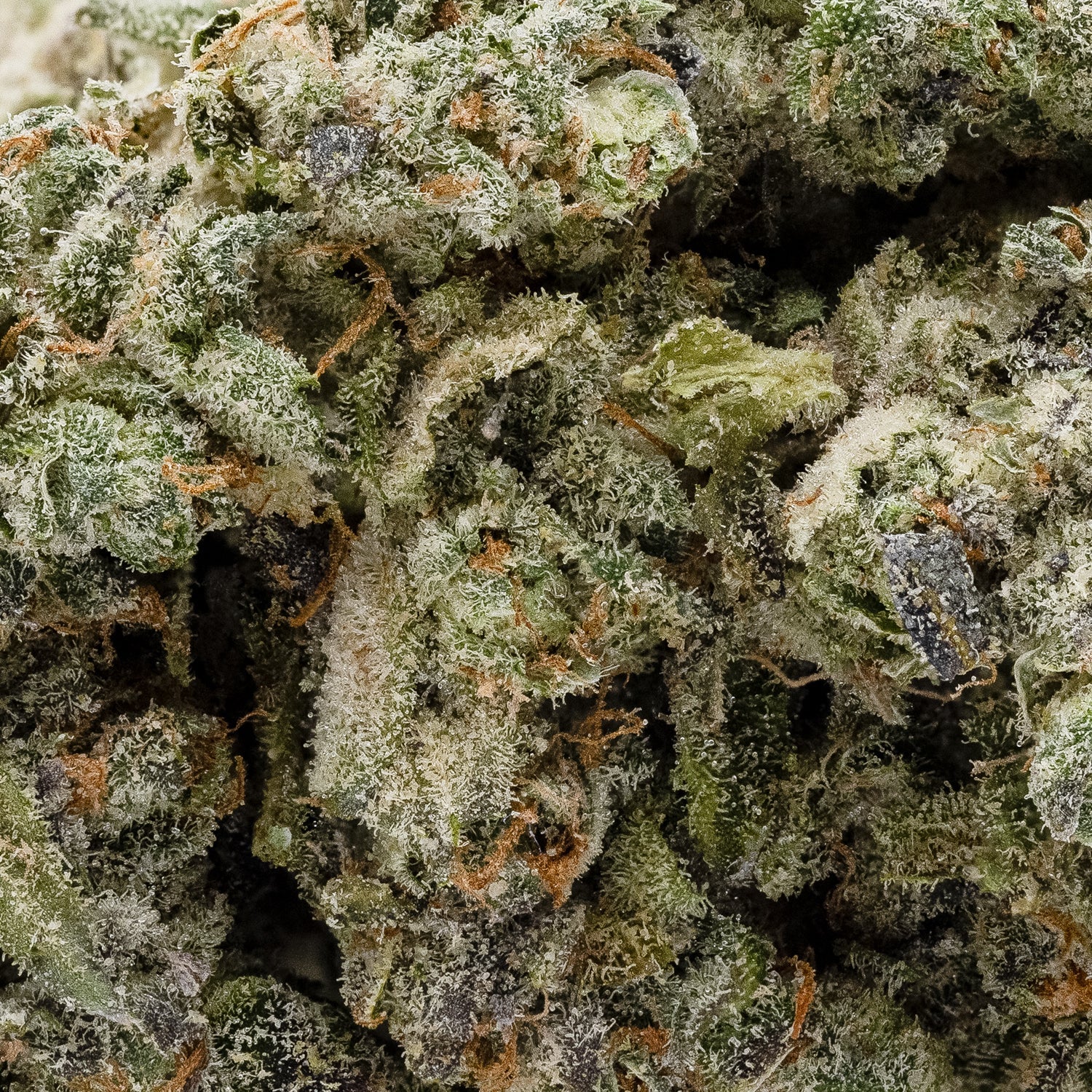Oreoz-CreamoftheCrop-05.jpg
