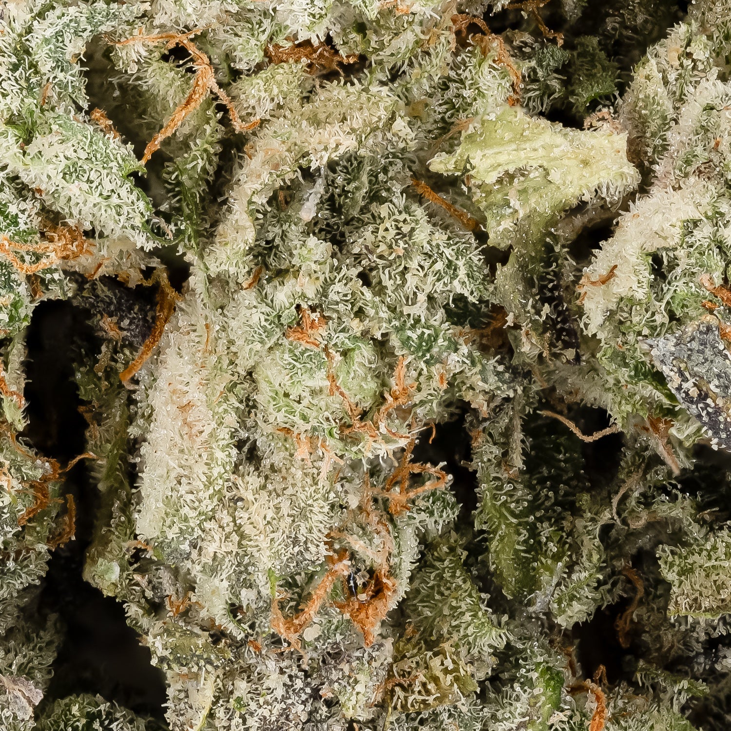 Oreoz-CreamoftheCrop-06.jpg