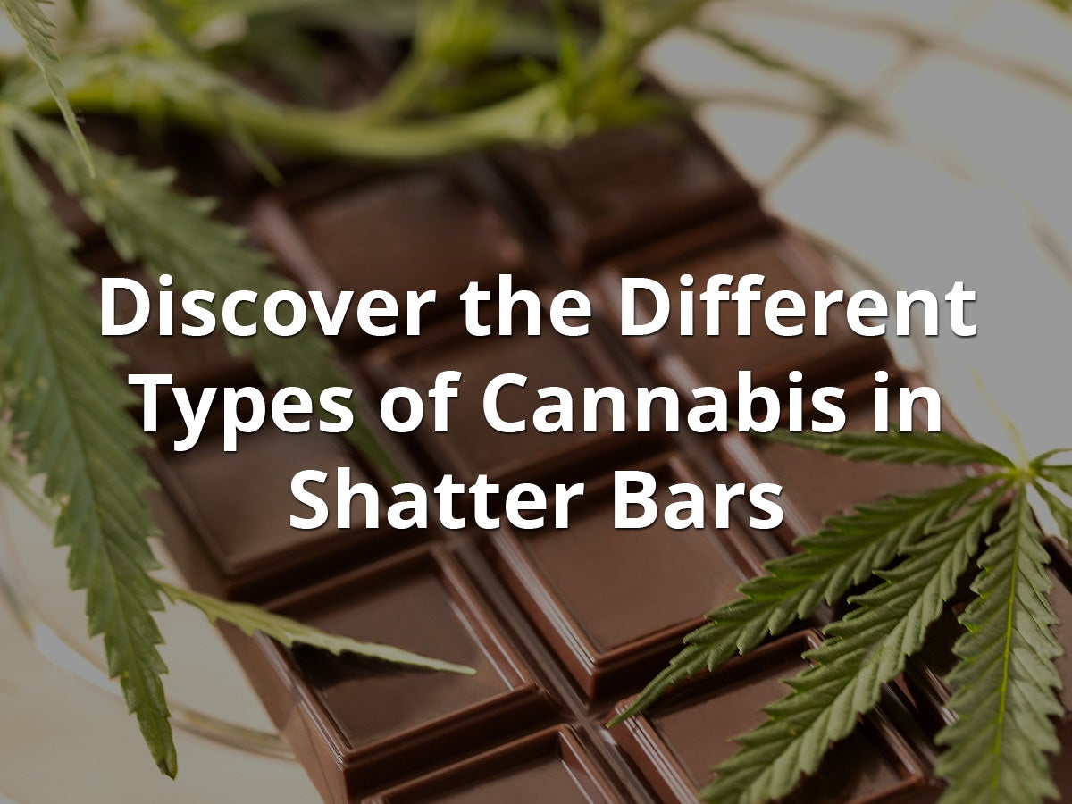 Discover the Different Types of Cannabis in Shatter Bars