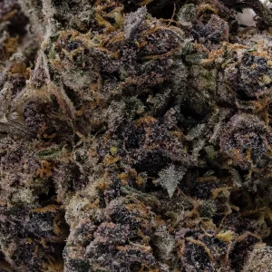 Hoot Cannabis - Triceratops - Image 7