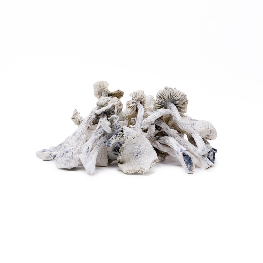 Amazeballs - Albino Leucistic Burma