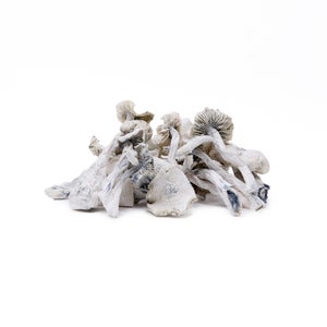 Amazeballs - Albino Leucistic Burma - Image 3