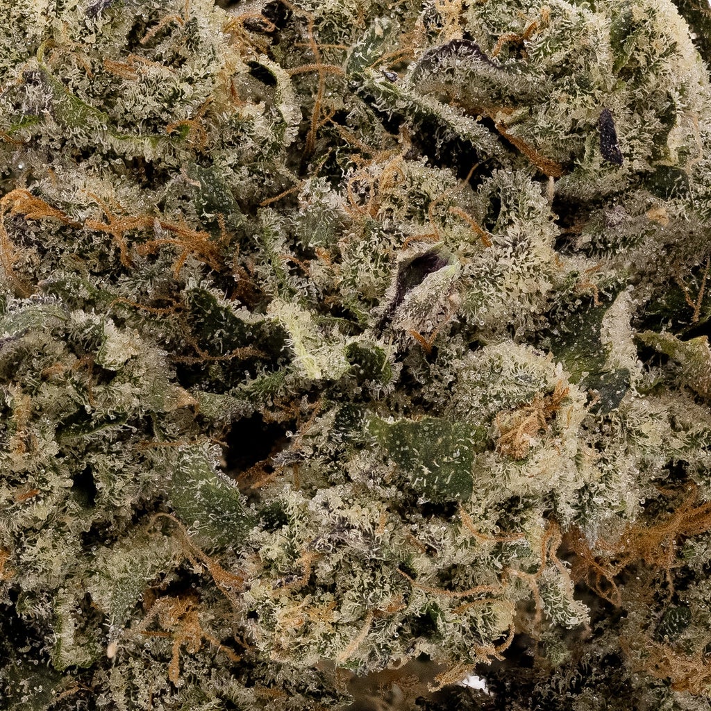 Albatross - Gas Truffle