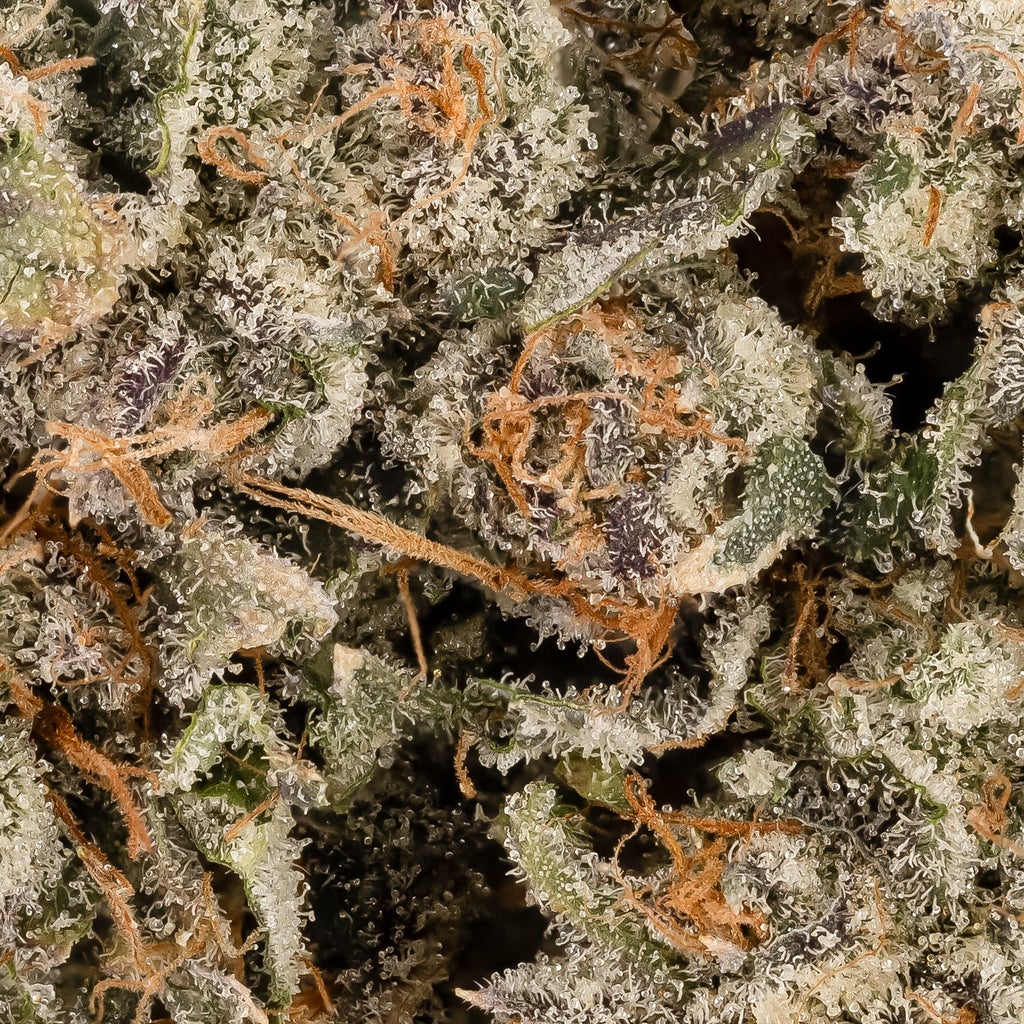 Albatross - Gas Truffle