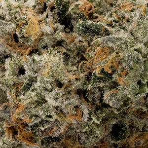 Albatross - Original Purple Kush - Image 5