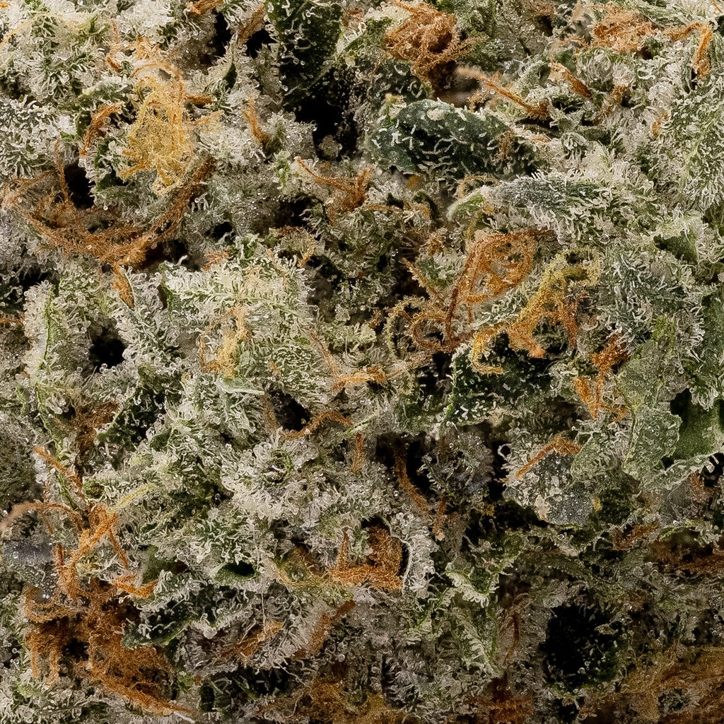 Albatross - Original Purple Kush