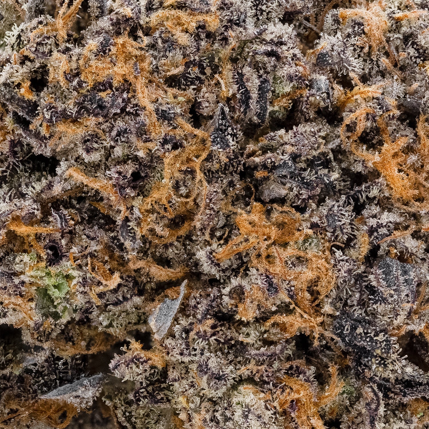 DaFunk-JungleRidge-05