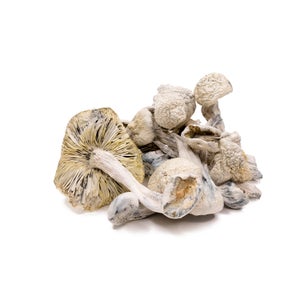 Amazeballs - Albino Atlantic Treasure Coast (XL) - Image 3