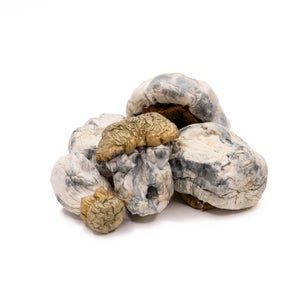 Amazeballs - Albino Bluey Vuitton (XL) - Image 3