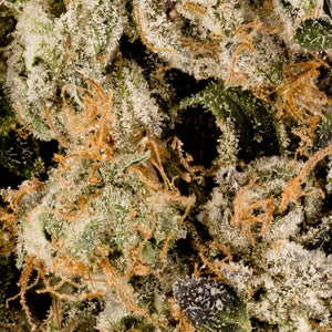 Albatross - Purple "Coffee" Kush - Image 6