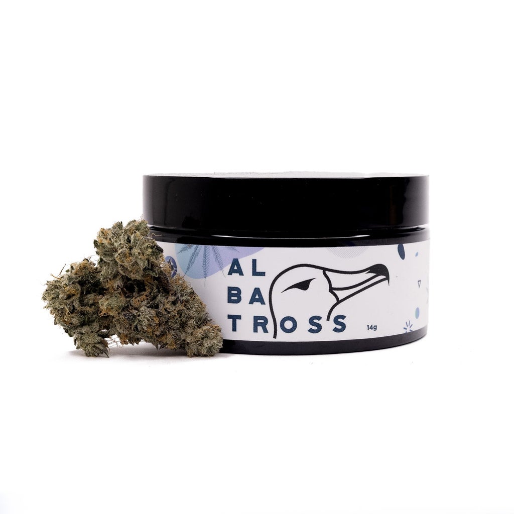 Albatross - Purple "Coffee" Kush