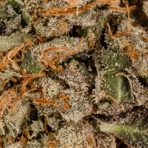 Lucky Farms - Rockstar - Image 5