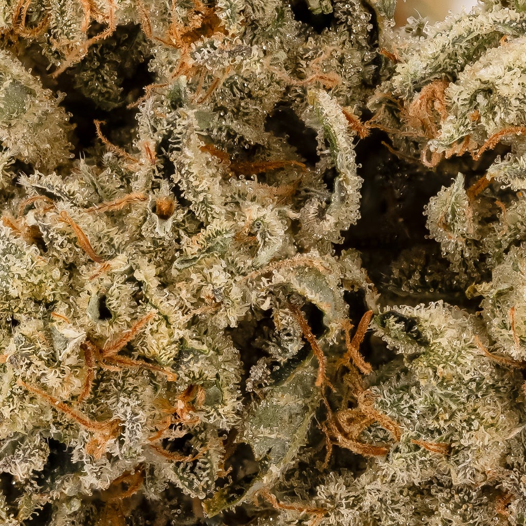 Albatross - Hitman OG