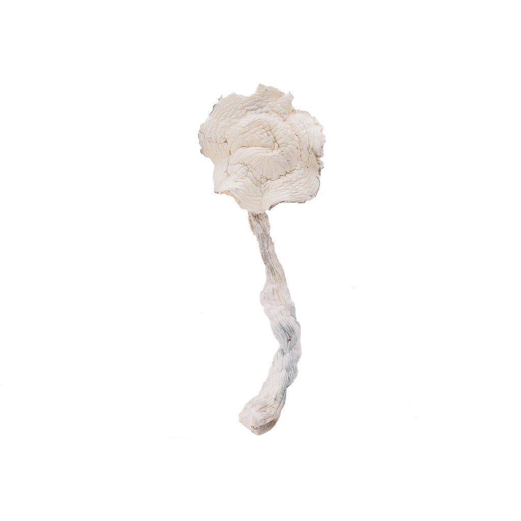 Amazeballs - Albino E.T