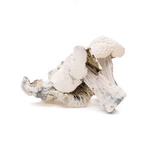 Amazeballs - Atlantic Treasure Coast (XL) - Image 3