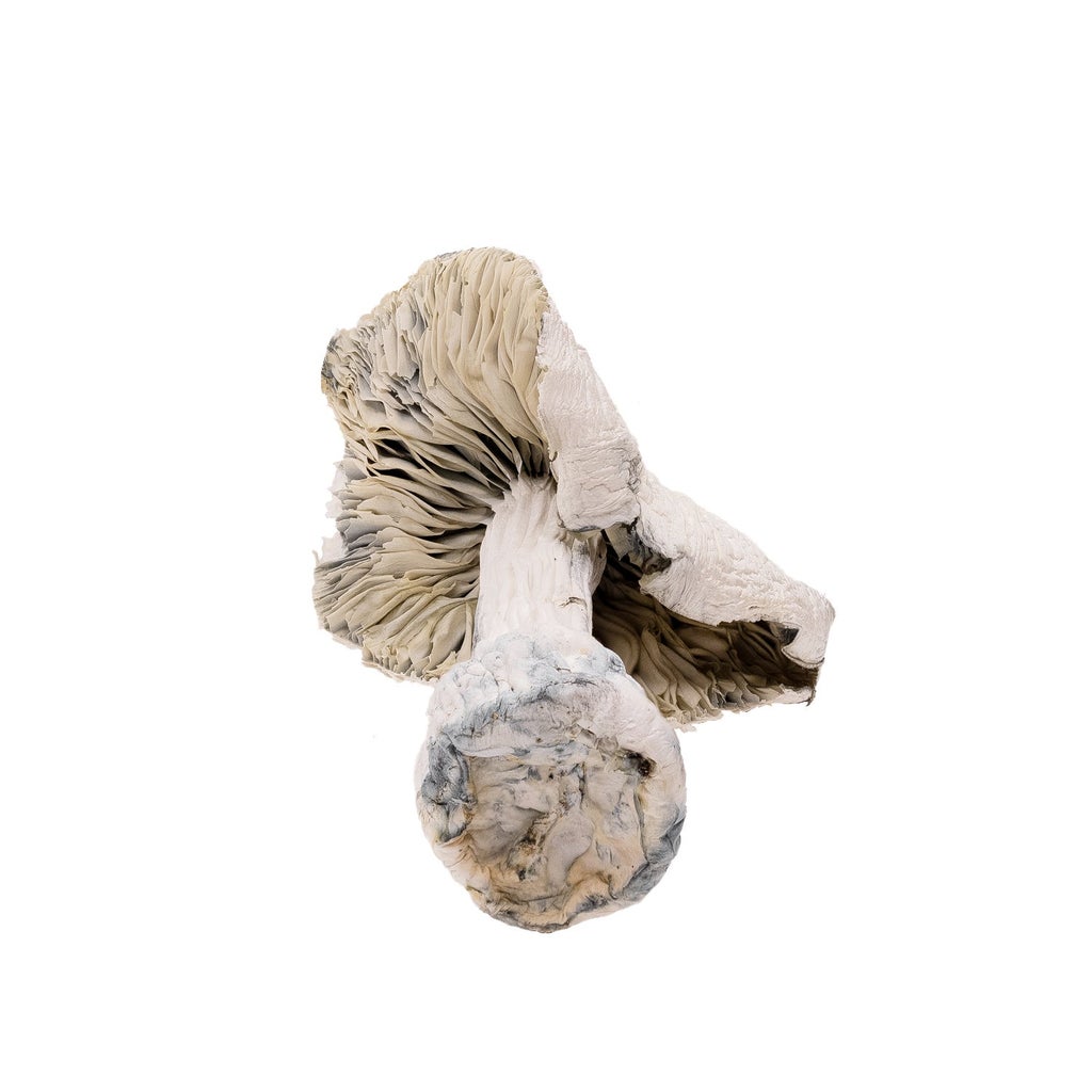 Amazeballs - Atlantic Treasure Coast (XL)