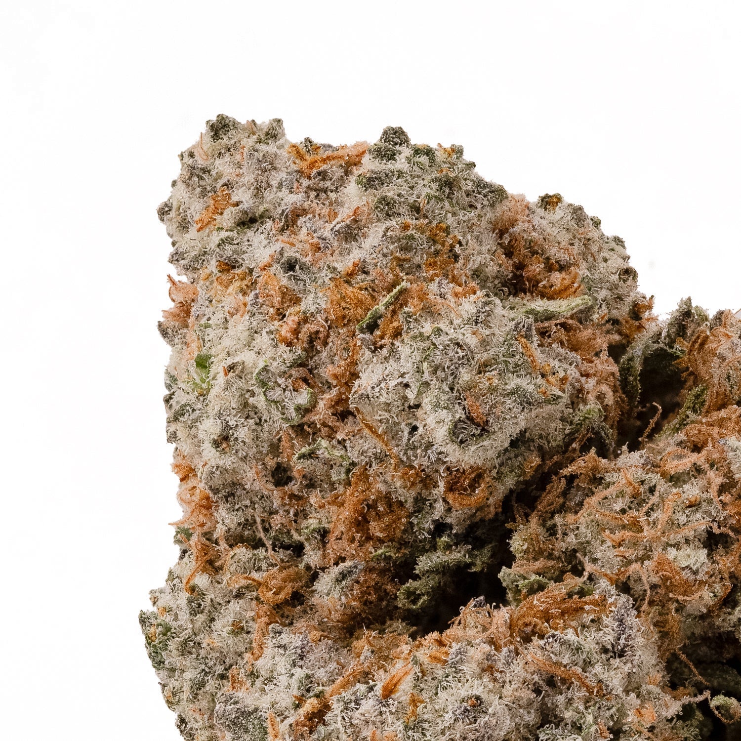 BlackDomino-LuckyFarms-04