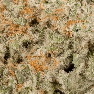 Jungle Ridge - Mac N Cookies - Image 6