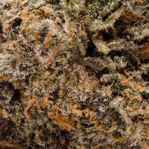 Jungle Ridge - Scotty 2 Hotty - Image 5