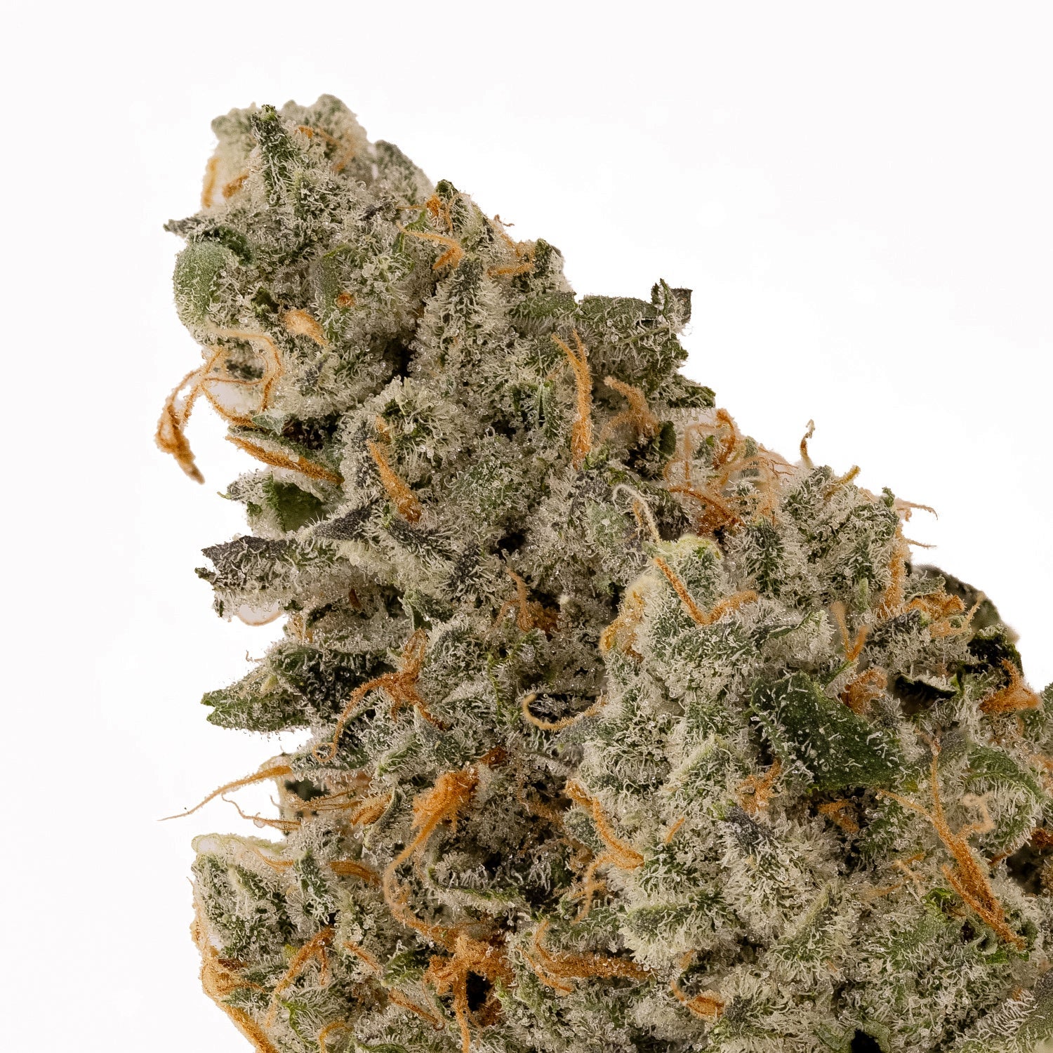 ZainbowSativaDominantHybrid-04