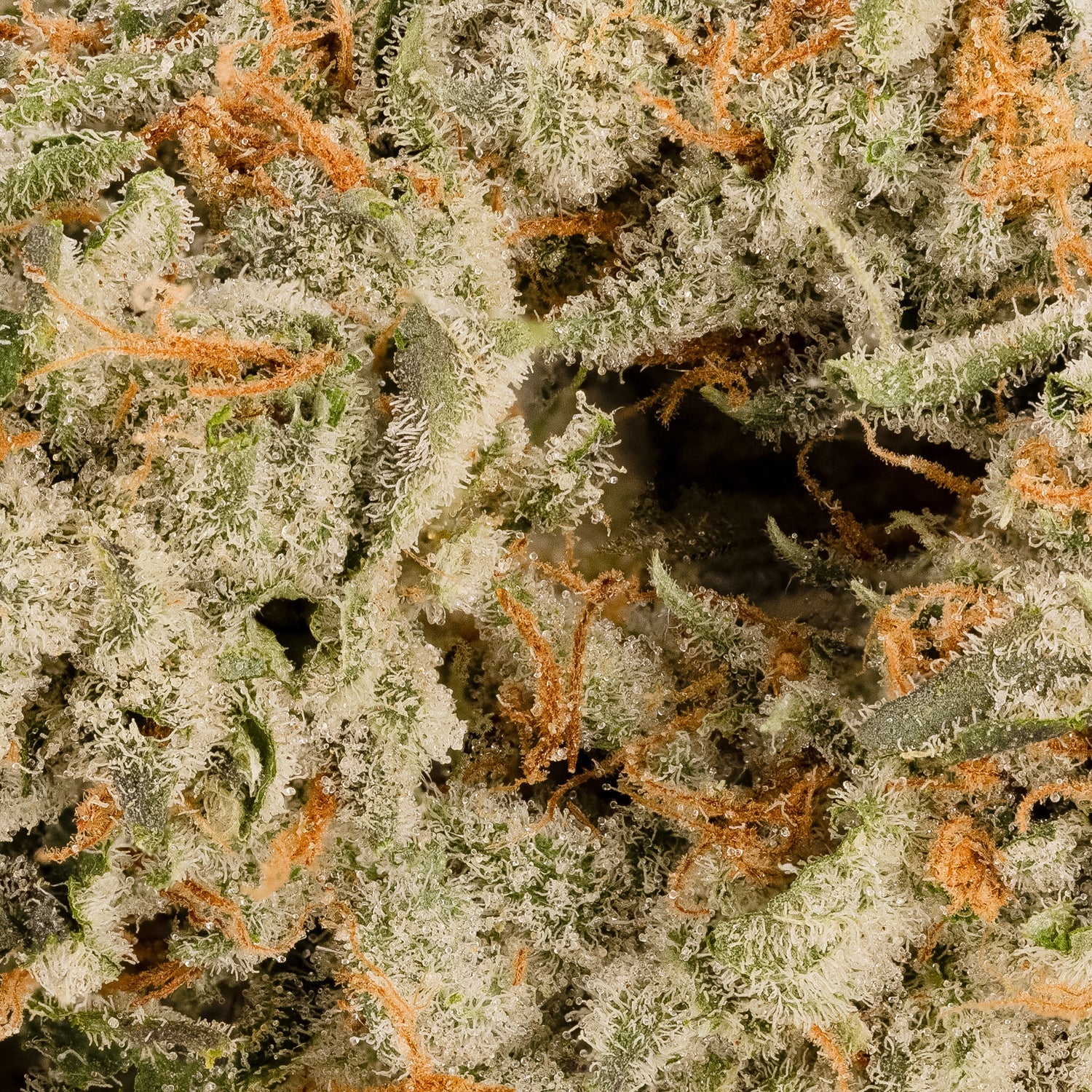 ZainbowSativaDominantHybrid-06